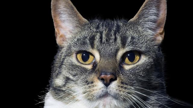 Veterinární poradna: Jde umírnit projevy mrouskání kočky?