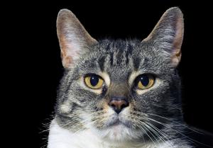 Veterinární poradna: Jde umírnit projevy mrouskání kočky?