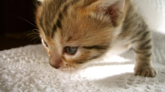 Veterinární poradna: Péče o kotě - očkování a odčervení