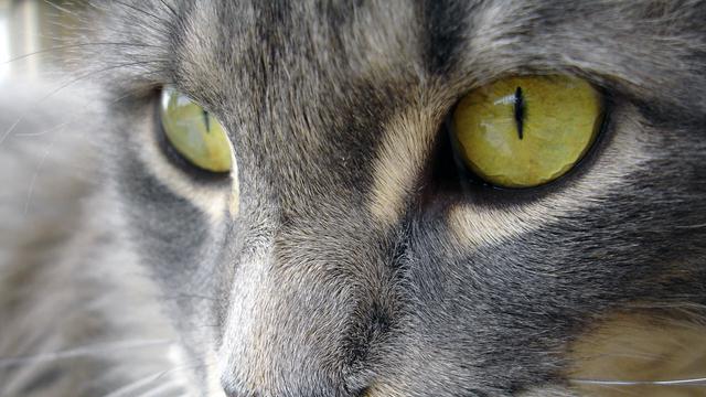 Veterinární poradna: Jak se pozná Crohnova nemoc u kočky?