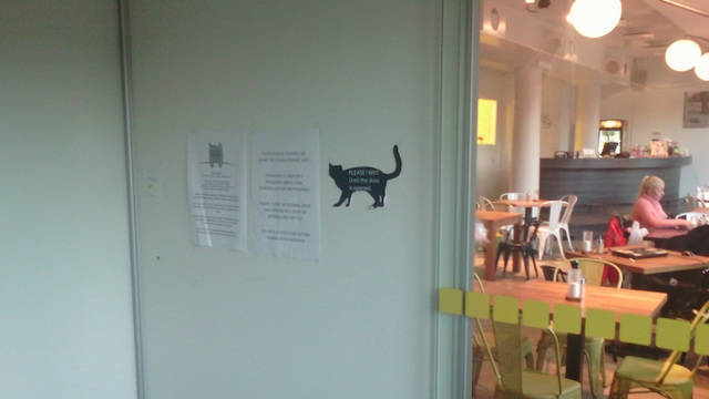 Odpoledne v kočičí kavárně Nurri v Tallinnu