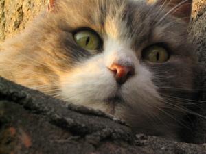 Veterinární poradna: Kastrace březí kočky