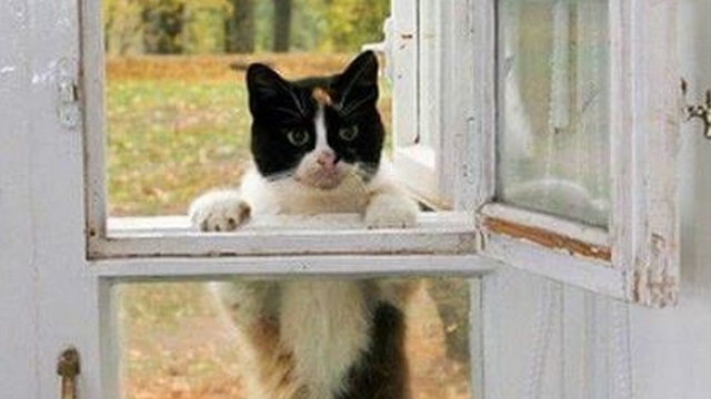 Otázka dne: Vědí sousedé, že máte kočku? Měli jste někdy kvůli ní nějaký konflikt?