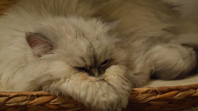 Otázka dne: Jak často vaše kočka spí?