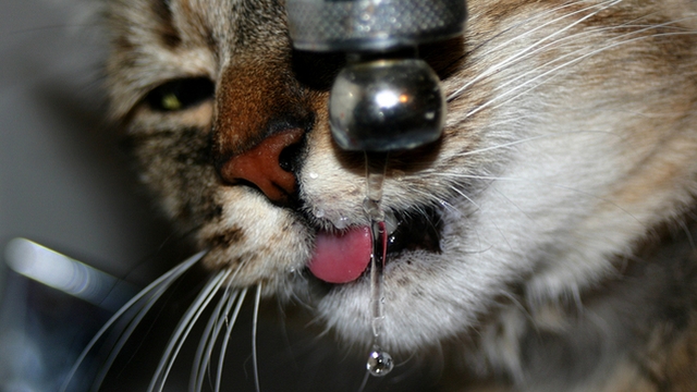 Otázka dne: Mají vaši kočičáci rádi tekoucí vodu? Pijí z kohoutku?