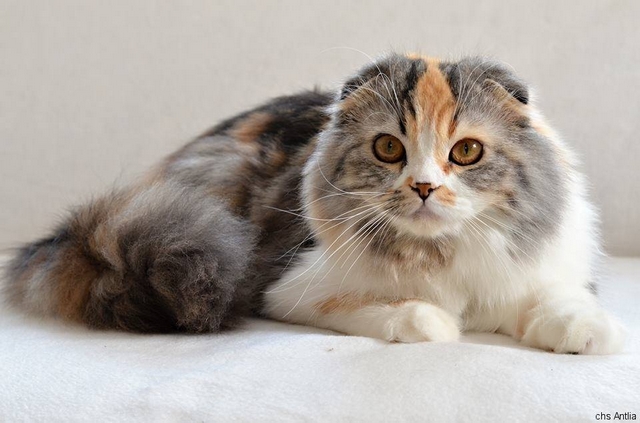 krásná mladá těsná kočička