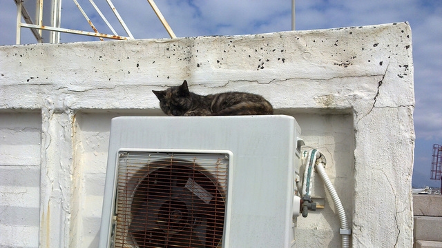Otázka dne: Kočky a klimatizace - máte nějakou zkušenost? Vadí? Nevadí?