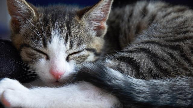 Veterinární poradna: Když kočka mrouská naprázdno, bude mít nádory?