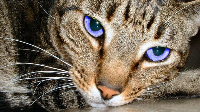 Veterinární poradna: Může kočka skořápky od vajíček? Neuškodí? Pomohou?