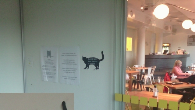 Otázka dne: Šli byste se svojí kočkou do kavárny stvořené pro psy a kočky?