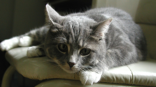 Otzka dne: Mte njakou zkuenost s felinoterapi?