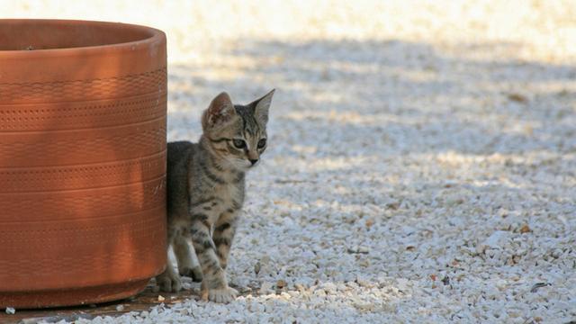 Veterinární poradna: Kočička se třese