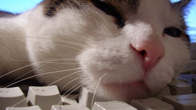 Otázka dne: Máte nějaký kočičí sen? I když je třeba nesplnitelný?