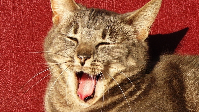 Otázka dne: Myslíte si, že se kočky umí/dokážou smát?