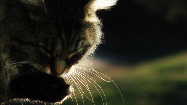 Veterinrn poradna: Obava z narkzy u 18letho kocourka