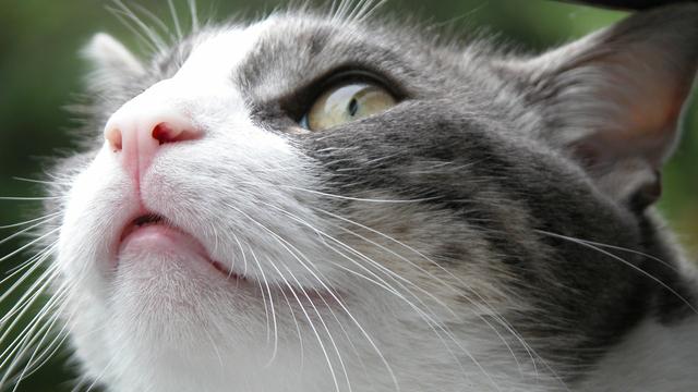 Veterinární poradna: Změna zabarvení očí kočky