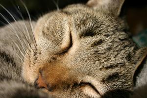 Veterinární poradna: Kočička ubývá na&nbsp;váze