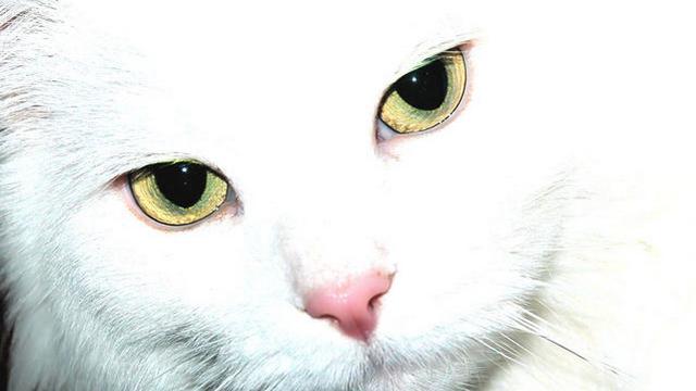 Veterinární poradna: 13letá kočka jí a přitom stále hubne