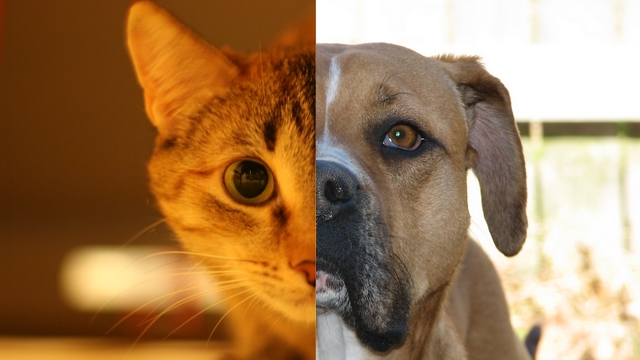 Otázka dne: Proč se kočky porovnávají se psy?