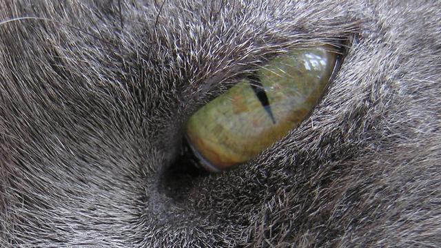 Veterinární poradna: Mrouskání kočky brzy za sebou