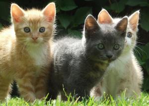 Veterinární poradna: 3 koťata pijí jen ze 2 cecíků