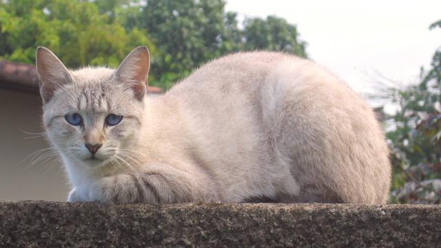 Veterinrn poradna: loutenka u koek