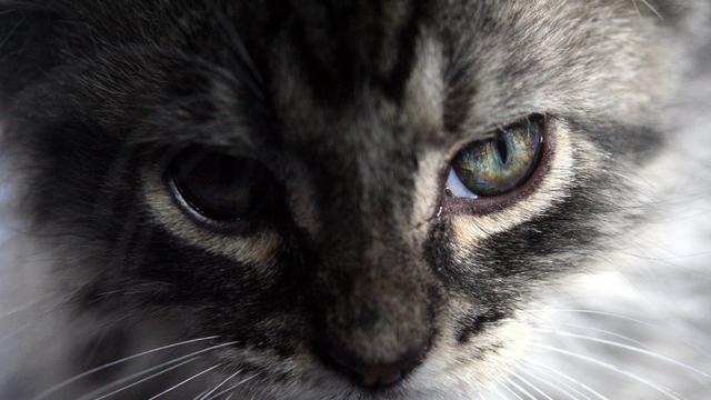 Veterinární poradna: Za jak dlouho pořídit novou kočičku