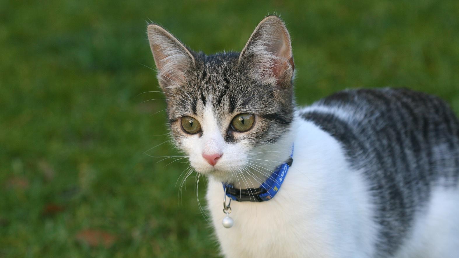 Veterinrn poradna: Me koce ukodit otrven hlodavec?