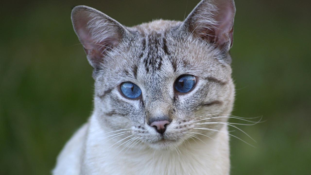 Veterinrn poradna: Jak me mt koka nsledky po vylen panleukopenii?