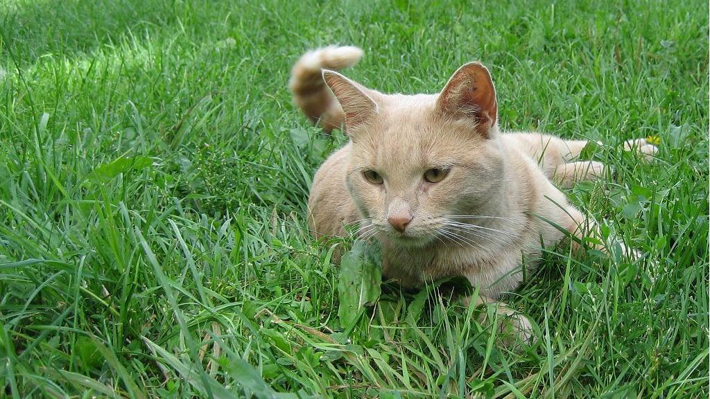 Veterinrn poradna: Kocour r mimo zchod