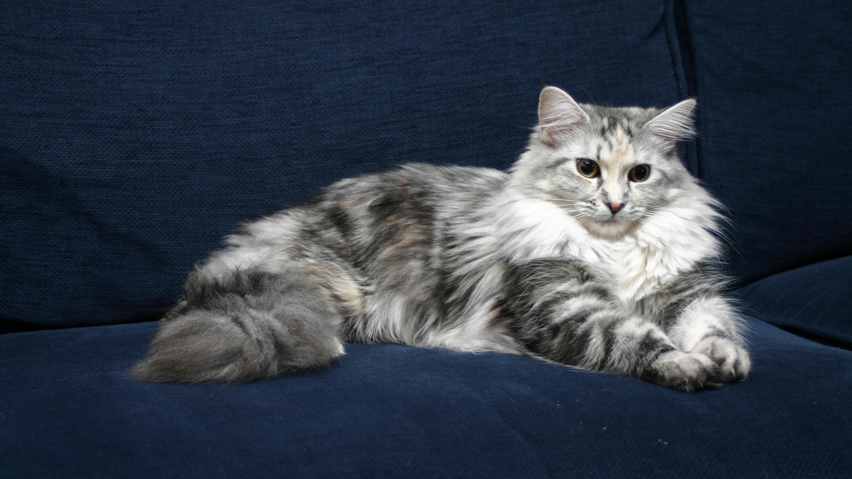 Veterinární poradna: Kočka začala po kastraci tloustnout