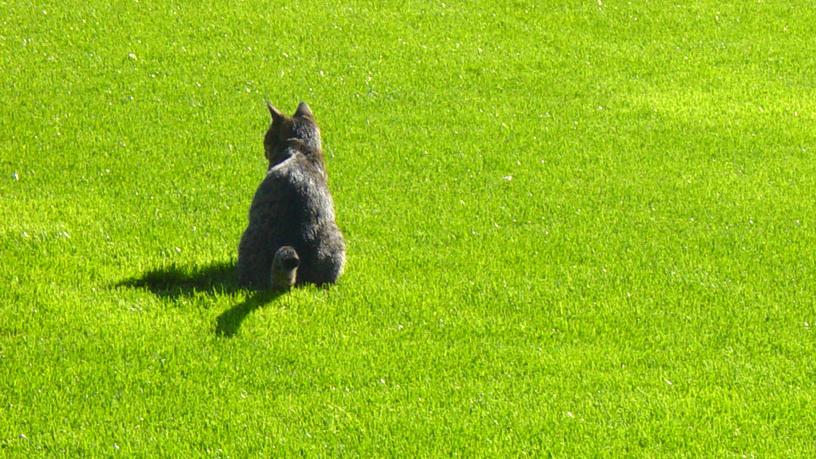 Veterinrn poradna: Jak poznat otravu Stutoxem na huben hlodavc?