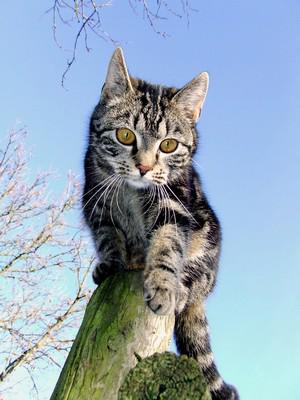 Veterinární poradna: Příchozí kočka nežere