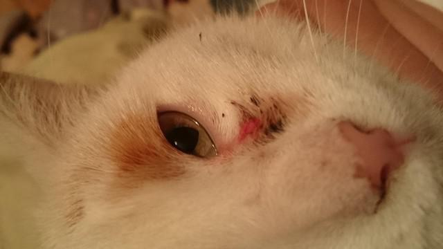 Veterinární poradna: Kočka má výtok z oka