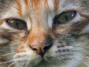 Veterinární poradna: Psí salám pro kočky?