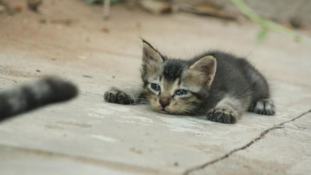 Veterinární poradna: Průjem u koťat - dá se léčit tritrichomoniáza?