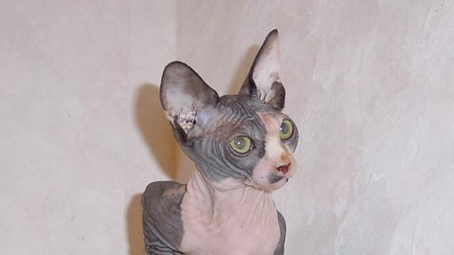 Veterinrn poradna: Me se sphynx uspat pi kastraci pomoc ketaminu?