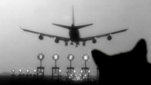 Cestování letadlem s kočkou