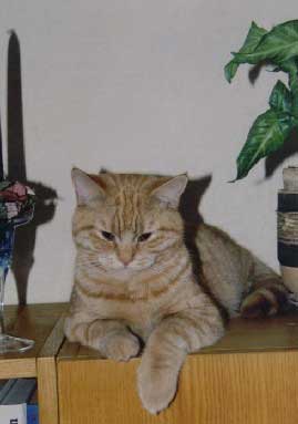 Hanička