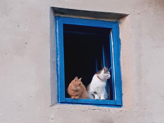 Koka dne