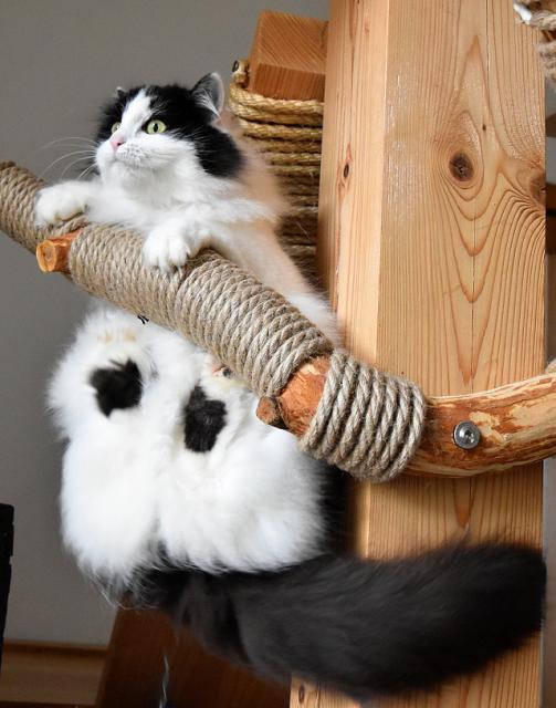 Ko�ka dne